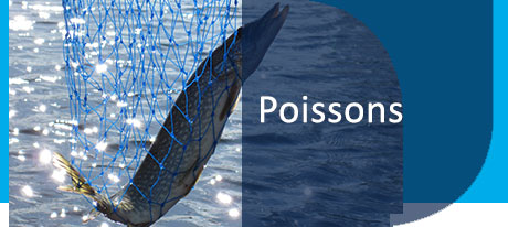poissons