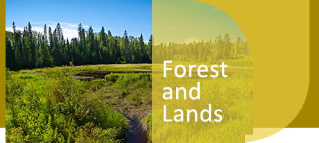 forest and lands banner
