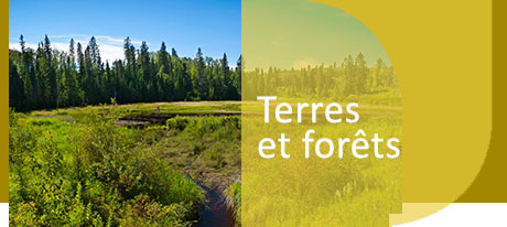 forest and lands banner