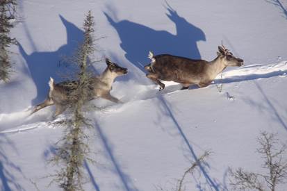 caribou runnning in the snow